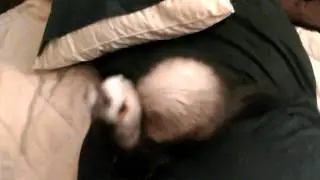 Dook dook