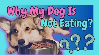 Why My Dog Is Not Eating?