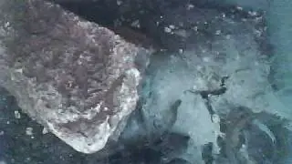 Tarantula Feeding Video 3