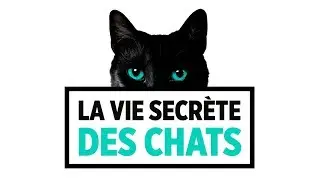 TF1 / La vie secrète des chats