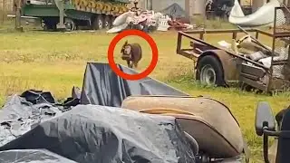 Люди с отвращением прогоняли пса, когда видели, что болтается на его голове