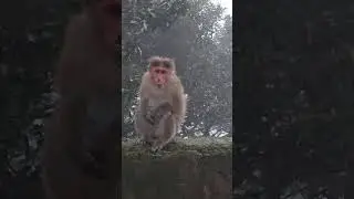 monkey in Forest