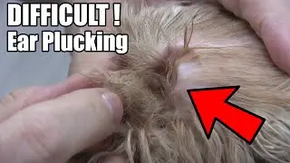 Extreme Dog Ear Plucking