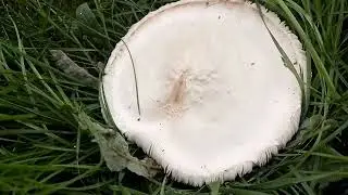 Моменты сельской жизни 25. Уходящее лето