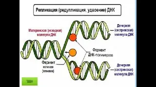 Нагиев Э.Р. Лекции по биохимии: Обмен Сложных белков. Синтез Нуклеиновых кислот.
