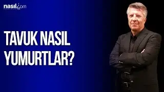 Tavuk Nasıl Yumurtlar?