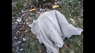 Как ,когда и чем укрывать розы на зиму?