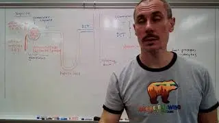 Nephron