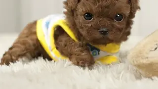 Newbie to youtube DogAngel
