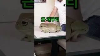 이게 맞나 싶을 정도로 세상에서 가장 큰 개구리..