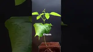 Would you risk your life for beans? 