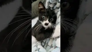 Our Cat Smokey Got His Chair Stolen By A KITTEN That Looks Like Him #catlove #kittens