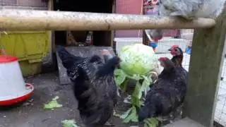 Chickens vs lettuce!