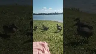 Шашлык 👌🤣
