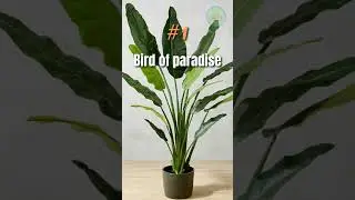 10 best tall large indoor plants 