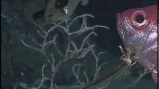 Lophelia II: West Florida YouTube 4