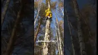 Вот так мы добываем чагу 😅 #лес #берёза #чага #семья