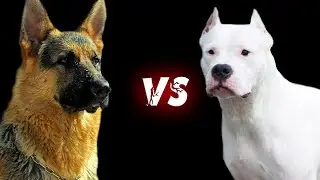 НЕМЕЦКАЯ ОВЧАРКА против АРГЕНТИНСКОГО ДОГА ! КТО СИЛЬНЕЕ ?