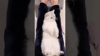 Коты )   