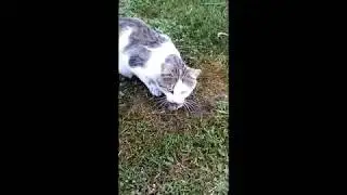 местные том и джери