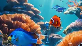 Underwater | Aquarium | Ocean 6 hours of Relaxing Beautiful Colorful Underwater Video | Sea Life