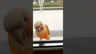 Mom I'm home 💕 #bird #parrot #viral_video