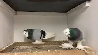 Голуби Tauben Pigeons Маздовские сизые