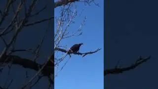 Vultures of Balboa Park