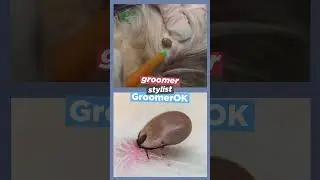 How To Take A Tick Off Your Dog