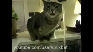 Самое прикольное видео Похмелье у кота