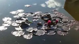 Летняя зарисовка