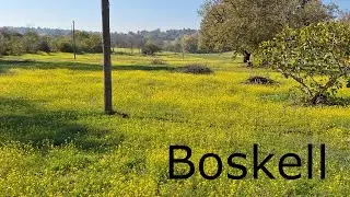 Boskell, a yellow carpet. November 2023
