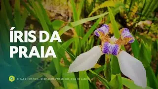 ÍRIS DA PRAIA - SIMPLICIDADE e ELEGÂNCIA para QUALQUER ESPAÇO VERDE