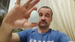 Куриные истории в рифмах. Часть 3 ( Жизнь в курятнике)