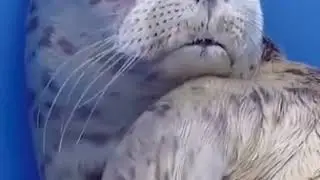 Милота морского котика зашкаливает