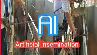 Paano mag ( A.I.)or artificial Insemination sa Dumalagang Baboy.