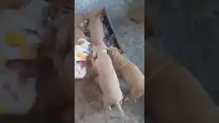 Pit Pals puppies antics