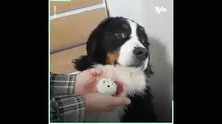 Cachorros medrosos