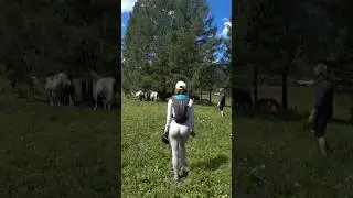 Слабоумие и отвага #сибирь #алтай #кони