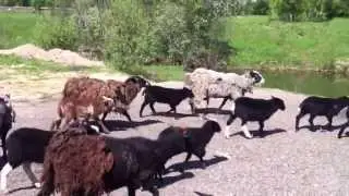 Овцы наступают