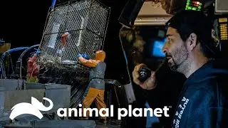 Comandante do Time Bandit treina um piloto iniciante | Pesca Mortal | Animal Planet Brasil