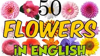 Learn 50 Types of Flowers in English! Flower Names with Pictures! Glossary of flowers!🌹🥀🌺🌸🌼🌻🌷
