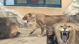 Lioness snatches a tuft of mane from a lion | Lioness roars at a lion | Video CHAPTERS