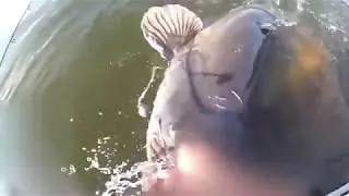 Рыба на 100кг !!!!!!!!!!!!!!!!!!!!!!!!