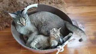 Каракет ф2, Настурция. Милашка обожает играть с мамой.