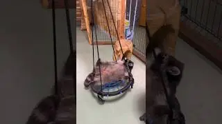 Банди сам научился раскачиваться?