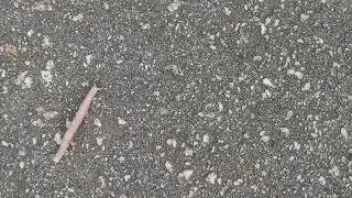 Strange Caterpillar