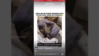 папин котенок