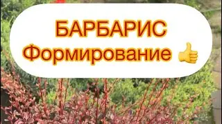 BARBERRY - HAIRCUTTING, SHAPE