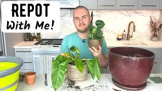 Repot Houseplants With Me!